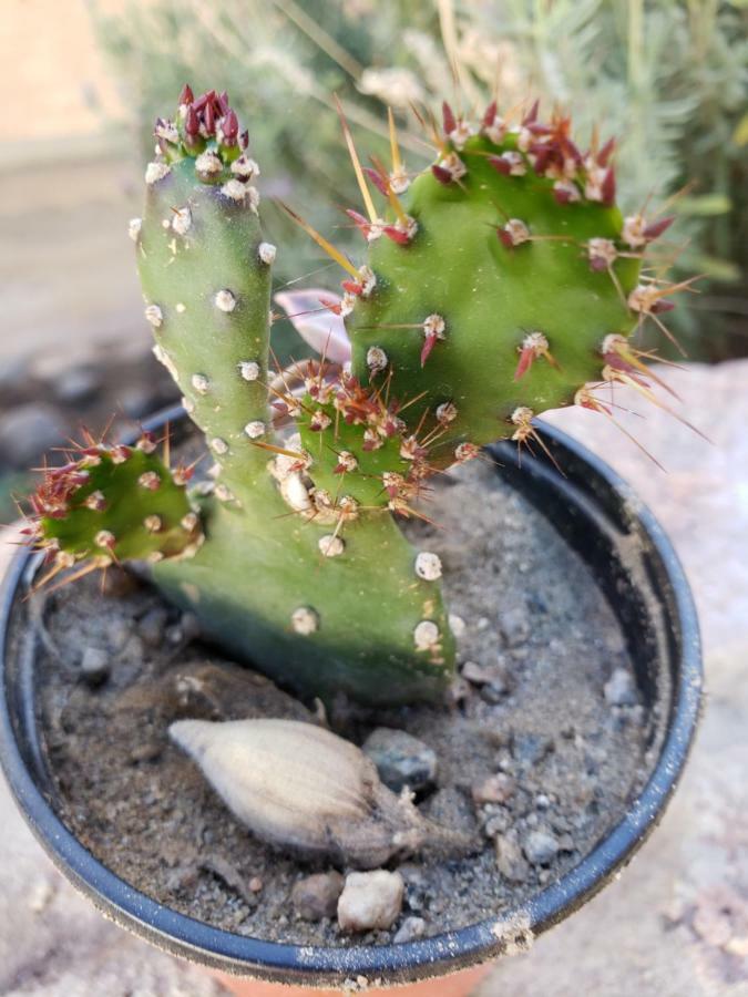 Casa Cactus Cafayate 호텔 외부 사진
