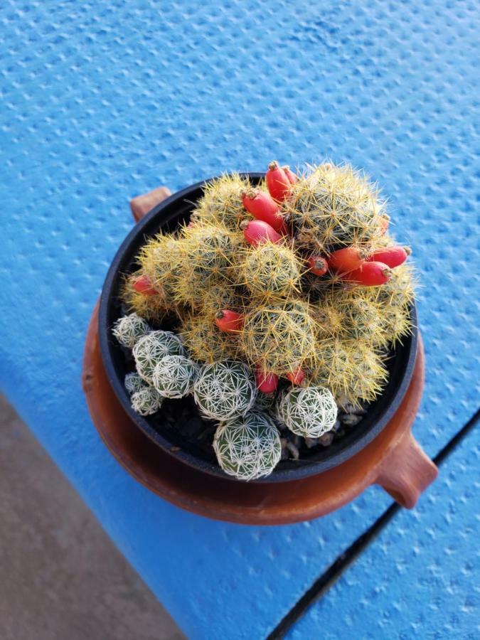 Casa Cactus Cafayate 호텔 외부 사진