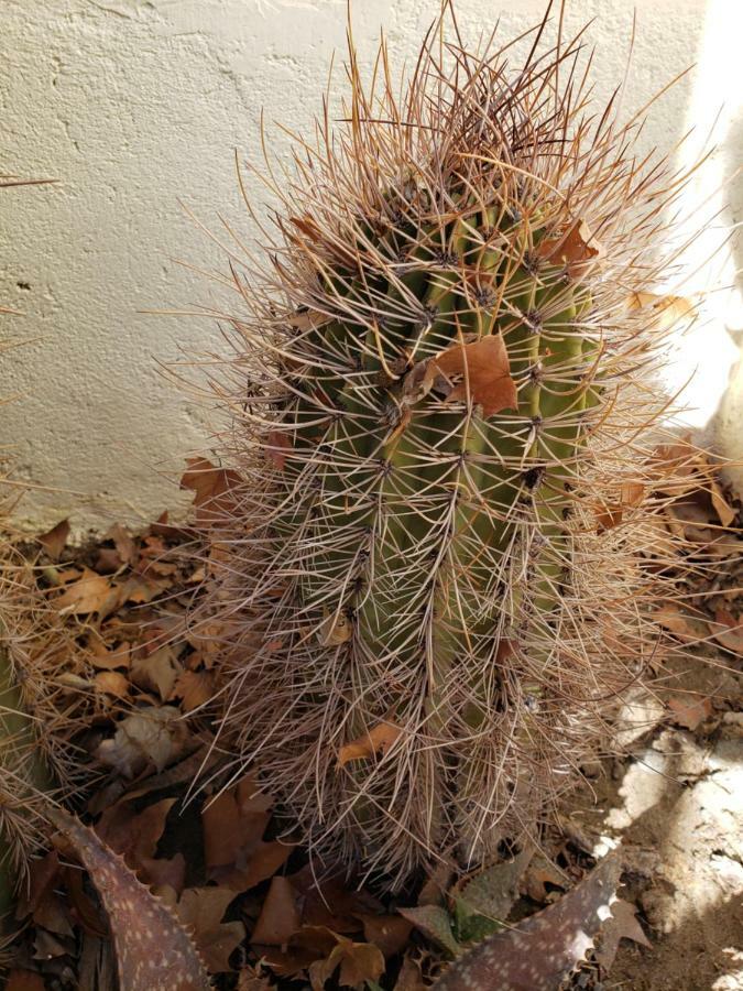 Casa Cactus Cafayate 호텔 외부 사진