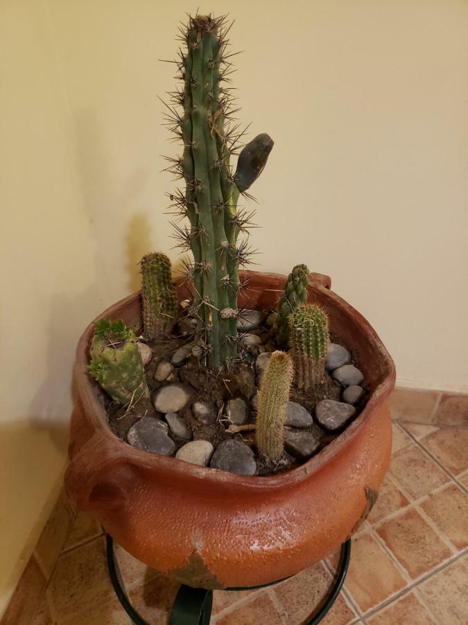 Casa Cactus Cafayate 호텔 외부 사진
